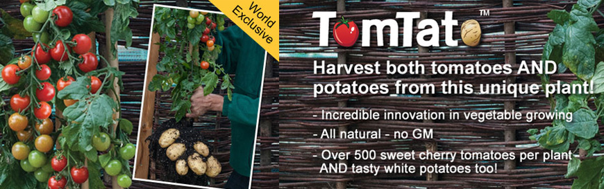 Ketchup & Fries Plant