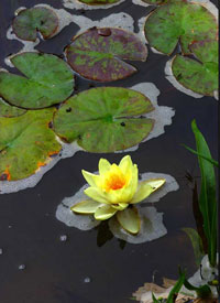 Water Plants & Marginals