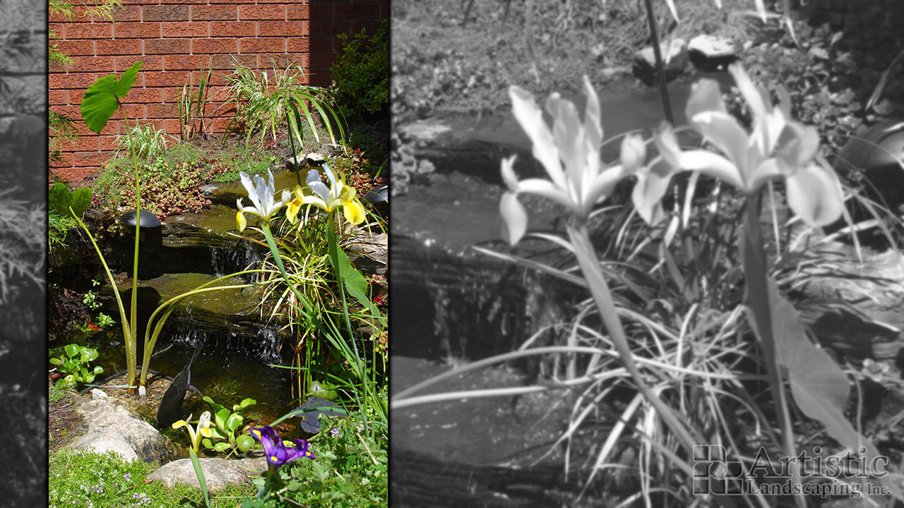 Bogs Plants & Fish 05