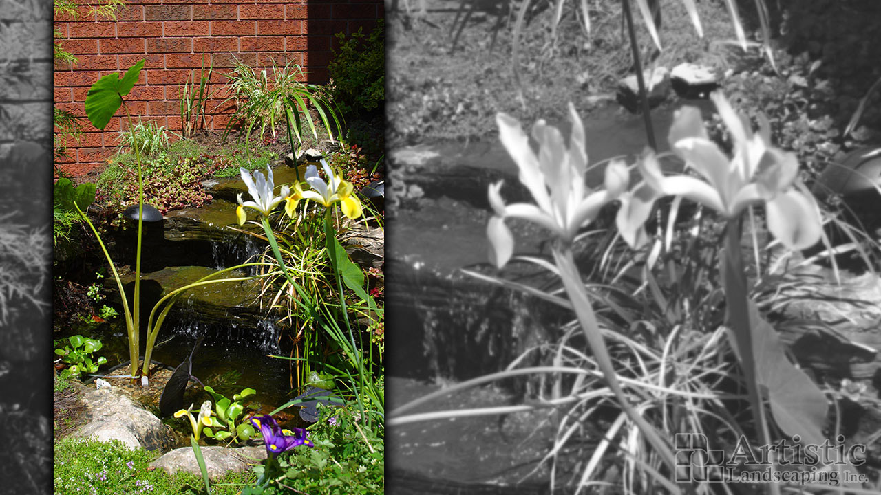 Bogs Plants & Fish 07