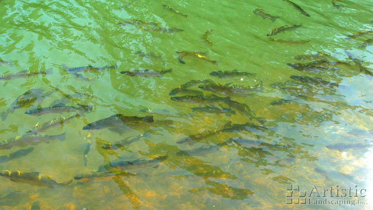 Bogs Plants & Fish 14